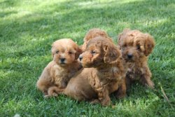 ÇOK ŞİRİN SAF KAN TOY POODLE YAVRULARIMIZ 3