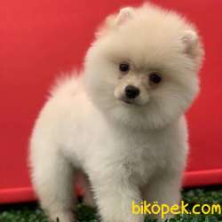 Dişi Ev Doğumlu Pomeranian BOO Yavrum 3