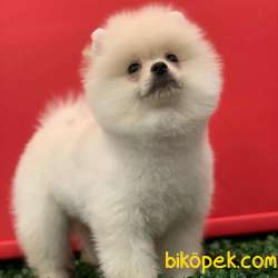 Dişi Ev Doğumlu Pomeranian BOO Yavrum 2