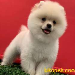 Dişi Ev Doğumlu Pomeranian BOO Yavrum 1