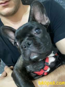 Dişi French Bulldog 3
