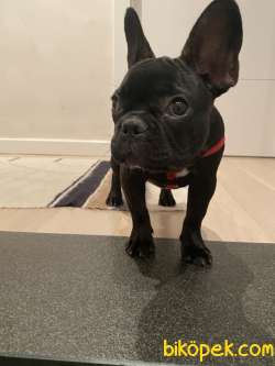 Dişi French Bulldog 4