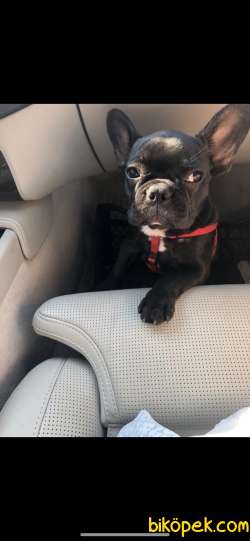 Dişi French Bulldog 2