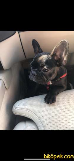 Dişi French Bulldog 1