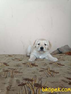 50 Günlük DİŞİ GOLDEN RETRIVER 4