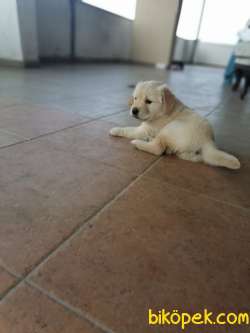 50 Günlük DİŞİ GOLDEN RETRIVER 3