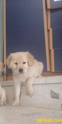 50 Günlük DİŞİ GOLDEN RETRIVER 1