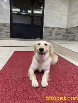 Dişi Golden Retriever 3