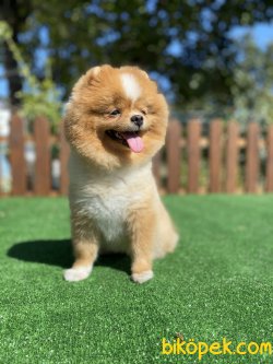 DİŞİ GÜLEN SURAT POMERANİAN BOO 1