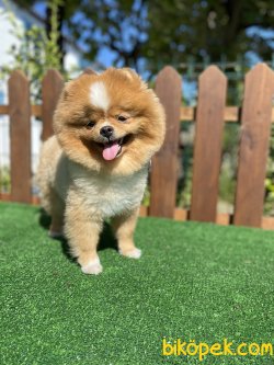DİŞİ GÜLEN SURAT POMERANİAN BOO 2
