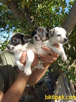 JACK RUSSEL YAVRULAR 3