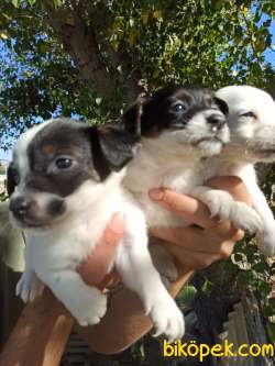 JACK RUSSEL YAVRULAR 1