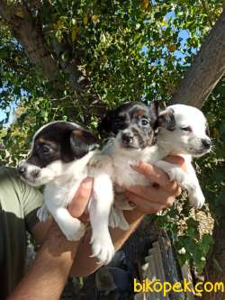 JACK RUSSEL YAVRULAR 2