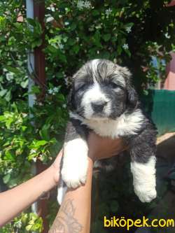 DİŞİ KAFKAS ÇOBAN KÖPEĞİ YAVRULAR 2