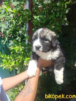 DİŞİ KAFKAS ÇOBAN KÖPEĞİ YAVRULAR 1