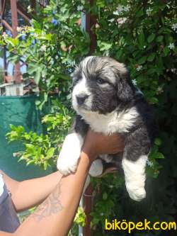 DİŞİ KAFKAS ÇOBAN KÖPEĞİ YAVRULAR 3