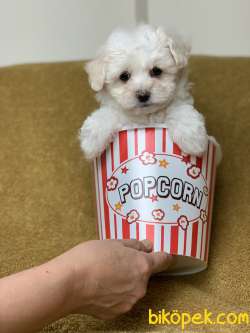 Dişi Krem F1 Maltipoo Yavrumuz 3