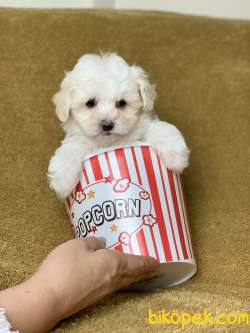 Dişi Krem F1 Maltipoo Yavrumuz 1