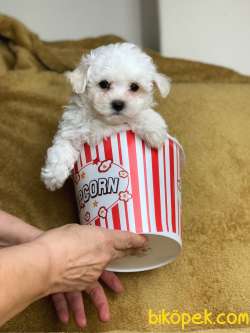 Dişi Krem F1 Maltipoo Yavrumuz 2