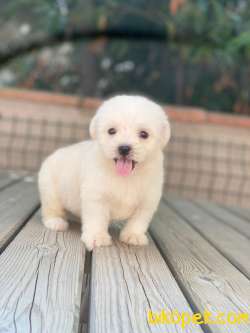 DİŞİ ERKEK MALTESE TERRİER 4
