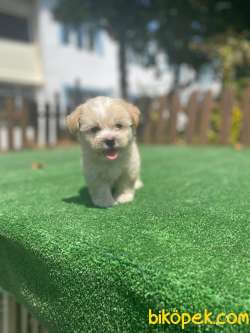 Disi Maltipoo Yavrularimiz 1