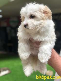 Dişi Maltipoo Yavrumuz Için Iletişime Geçebilirsiniz 3