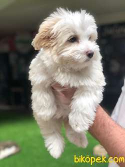 Dişi Maltipoo Yavrumuz Için Iletişime Geçebilirsiniz 1