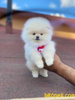 Dişi Mini Boy Pomeranian Boo Yavrumuz 3