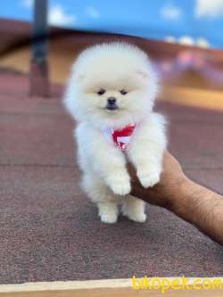 Dişi Mini Boy Pomeranian Boo Yavrumuz 4