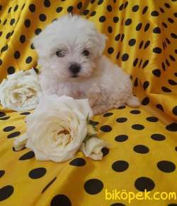 MALTESE TERRİER YAVRULARIMIZ 1