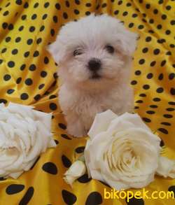 MALTESE TERRİER YAVRULARIMIZ 3