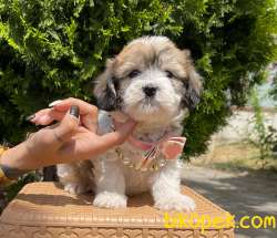Dişi Morkie Yavrumuz 1