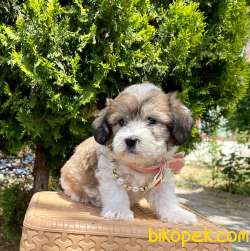 Dişi Morkie Yavrumuz 4