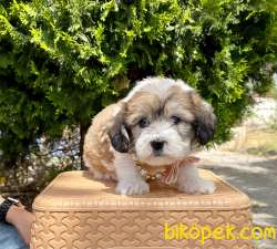 Dişi Morkie Yavrumuz 3