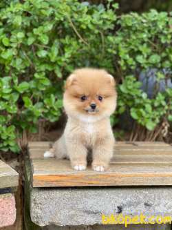 Dişi Orjinal  Pomeranian Boo 3