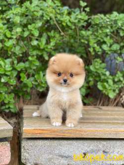 Dişi Orjinal  Pomeranian Boo 2
