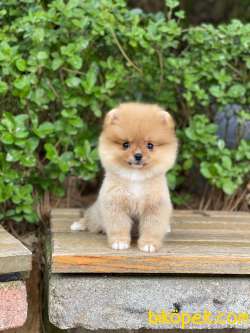 Dişi Orjinal  Pomeranian Boo 5