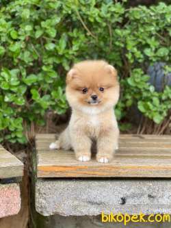 Dişi Orjinal  Pomeranian Boo 4