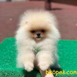 Dişi Orjinal Pomeranian Boo