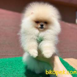 Dişi Orjinal Pomeranian Boo 2