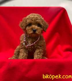 Dişi Orjinal Toy Poodle Yavrumuz 4