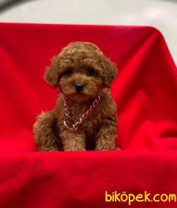 Dişi Orjinal Toy Poodle Yavrumuz 2