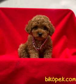 Dişi Orjinal Toy Poodle Yavrumuz 5