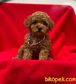 Dişi Orjinal Toy Poodle Yavrumuz 3