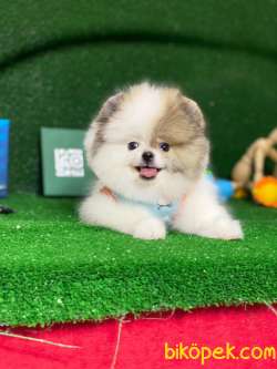 Dişi Party Color Pomeranian Boo Yavrumuz 4