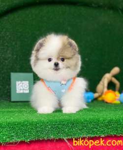 Dişi Party Color Pomeranian Boo Yavrumuz 2