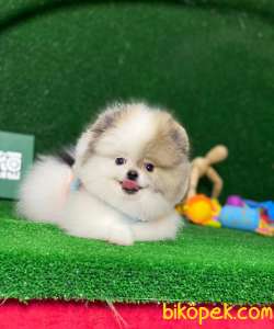 Dişi Party Color Pomeranian Boo Yavrumuz 3
