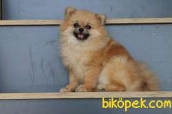 DİŞİ POMERANİAN BOO 10 AYLIK TEACUP KÖPEK! 2 KİLO 2