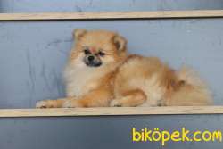 DİŞİ POMERANİAN BOO 10 AYLIK TEACUP KÖPEK! 2 KİLO 3