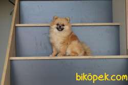 DİŞİ POMERANİAN BOO 10 AYLIK TEACUP KÖPEK! 2 KİLO 4
